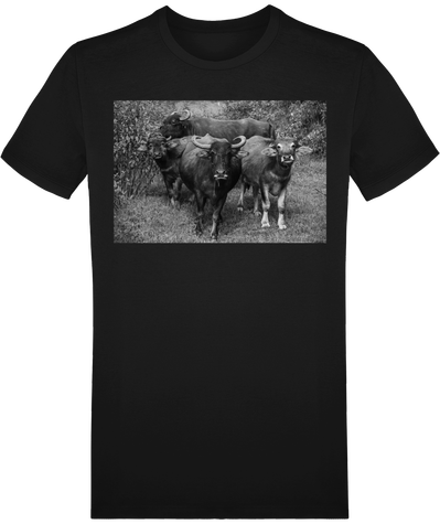 Buffalos