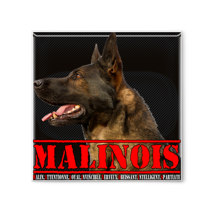 TABLEAU 30*30 MALINOIS