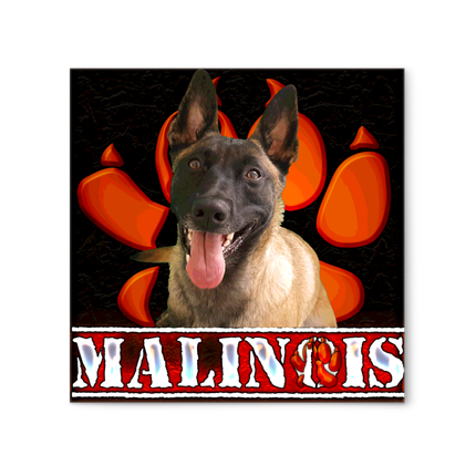 TABLEAU 30*30 MALINOIS